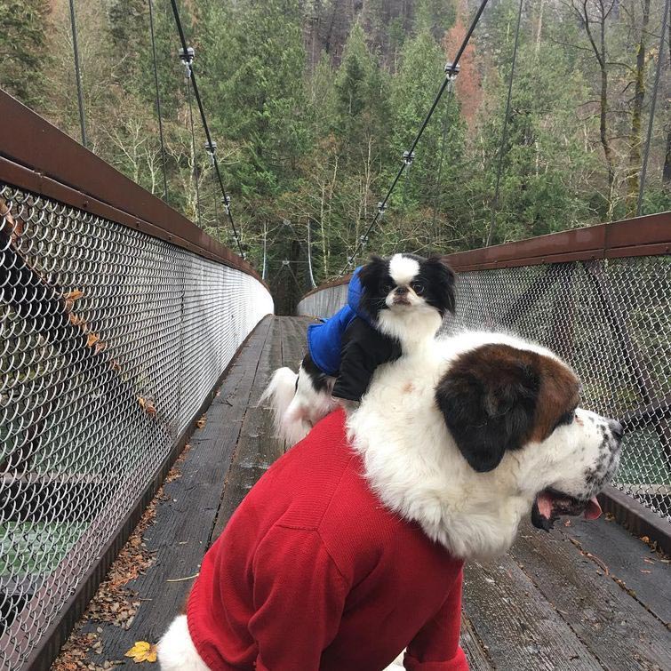 собака ездит на другой верхом, друзья собаки