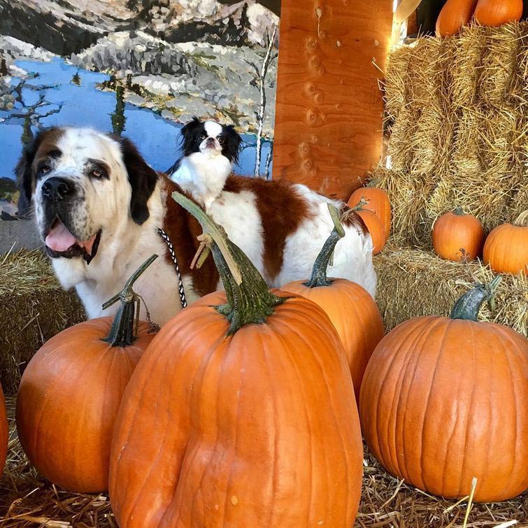 собака ездит на другой верхом, друзья собаки