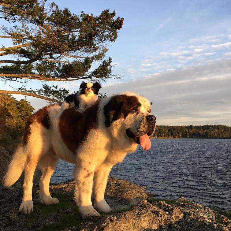 собака ездит на другой верхом, друзья собаки