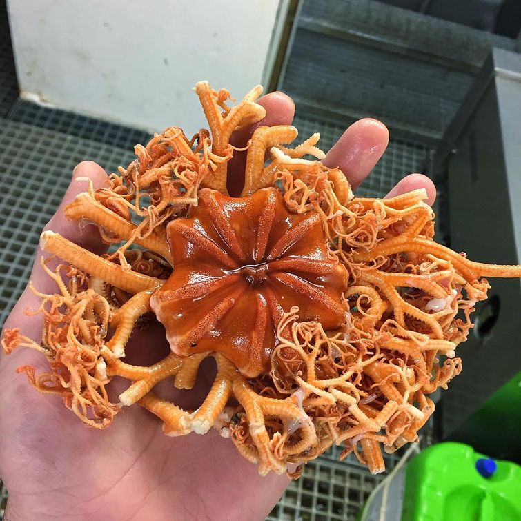 Российский рыбак ужаснул интернет фотографиями морских существ со дна Баренцева моря Роман Федорцов, Баренцево море, рыбак ужаснул всех фотографиями морских существ