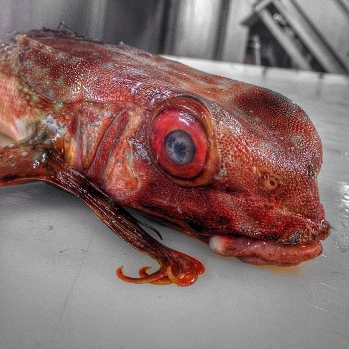 Российский рыбак ужаснул интернет фотографиями морских существ со дна Баренцева моря Роман Федорцов, Баренцево море, рыбак ужаснул всех фотографиями морских существ