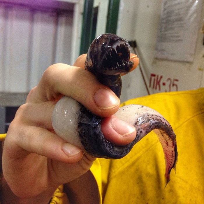 Российский рыбак ужаснул интернет фотографиями морских существ со дна Баренцева моря Роман Федорцов, Баренцево море, рыбак ужаснул всех фотографиями морских существ