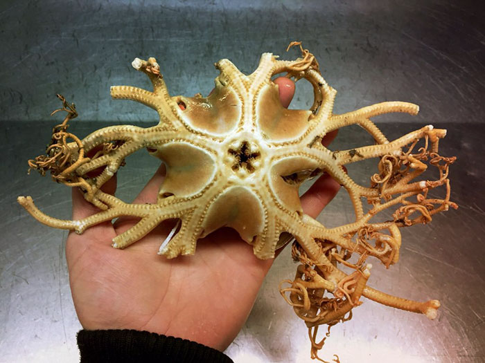 Российский рыбак ужаснул интернет фотографиями морских существ со дна Баренцева моря Роман Федорцов, Баренцево море, рыбак ужаснул всех фотографиями морских существ