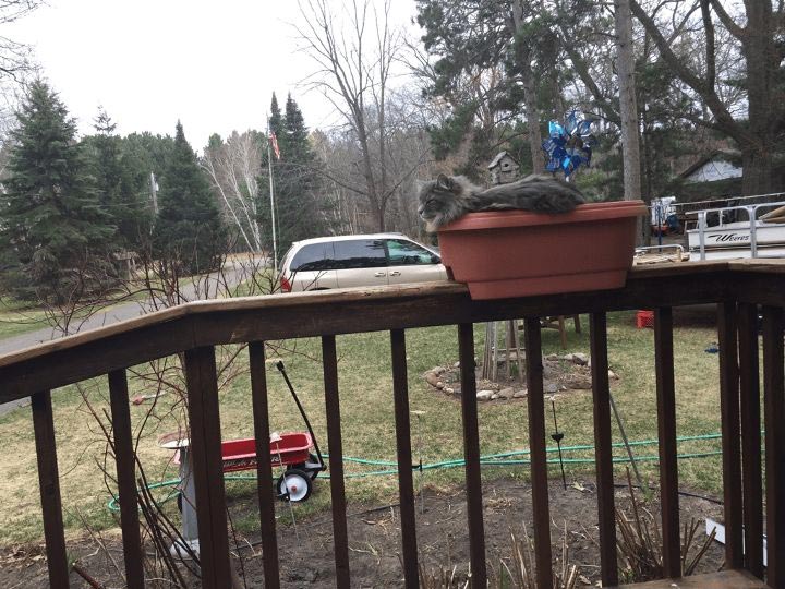 Пришла весна — расцвели коты или 14 смешных котов в цветочных горшках коты в цветочных горшках, расцвели коты, весна расцвели коты