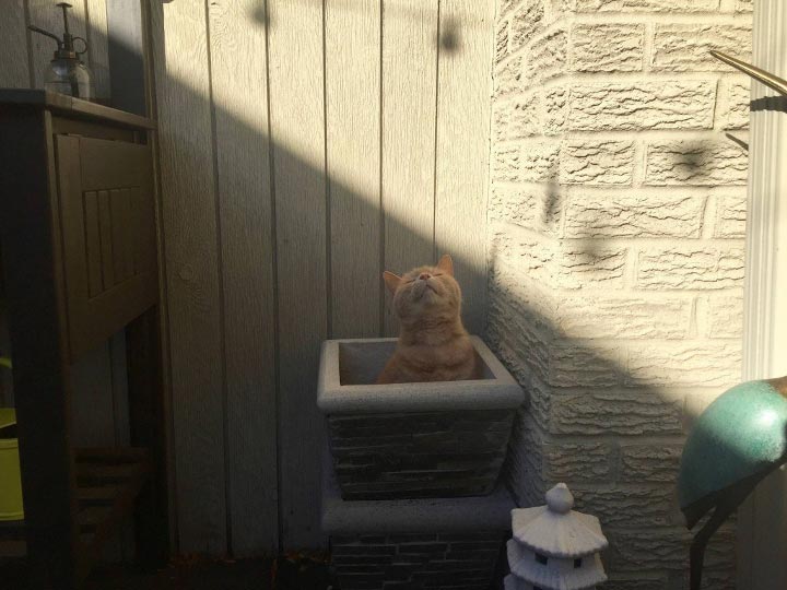 Пришла весна — расцвели коты или 14 смешных котов в цветочных горшках коты в цветочных горшках, расцвели коты, весна расцвели коты