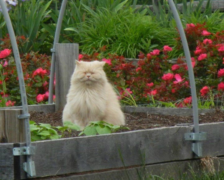 Пришла весна — расцвели коты или 14 смешных котов в цветочных горшках коты в цветочных горшках, расцвели коты, весна расцвели коты