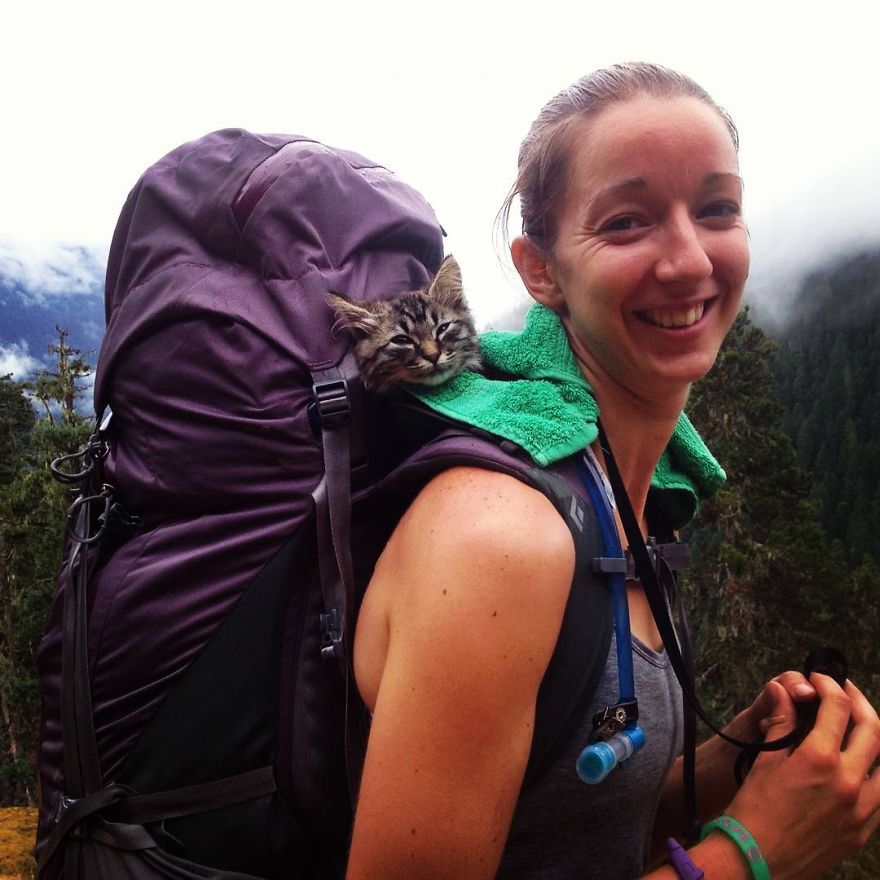 два котёнка отправились в путешествие, Болт и киль коты