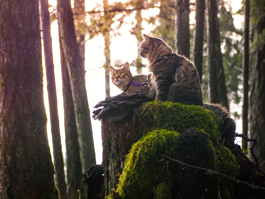 два котёнка отправились в путешествие, Болт и киль коты