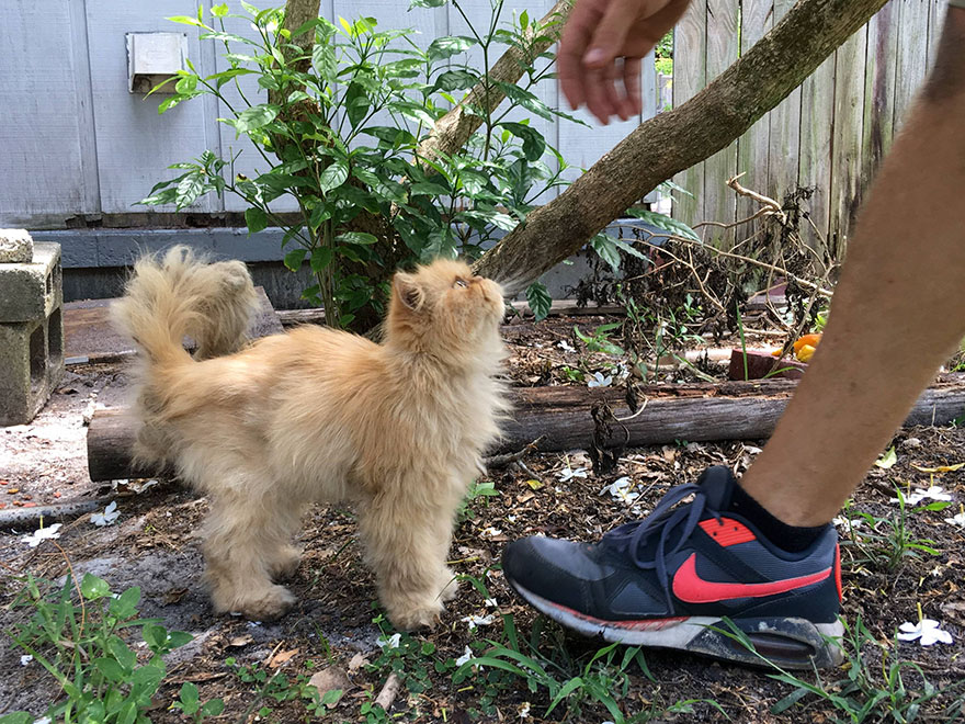 бездомный сердитый кот, сердитый рыжий кот Гарфилд