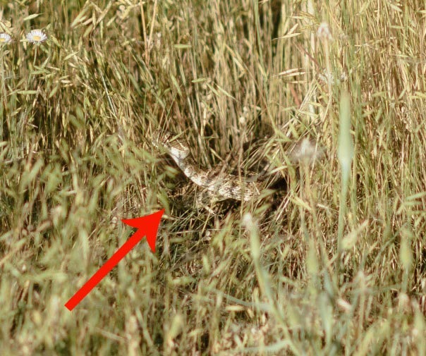 Во время свадебной съёмки жениха укусила гремучая змея и в итоге получилась забавная фотосессия жениха укусила гремучая змея, во время свадебной фотосессии укусила гремучая змея