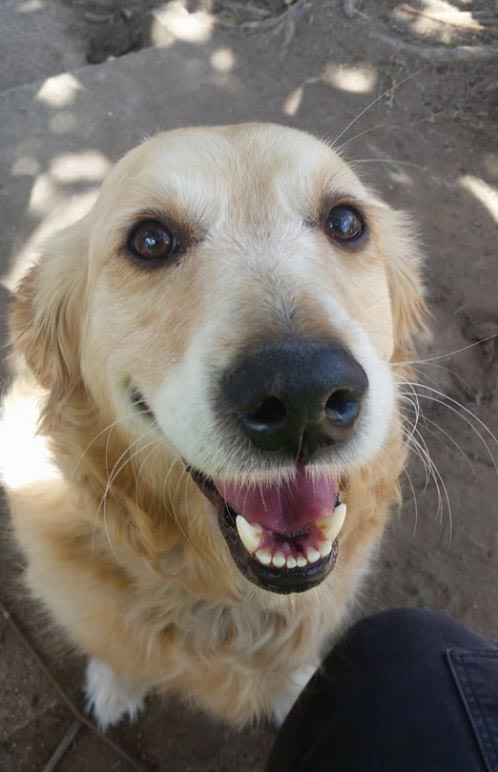 собака любит получать почту, собака Пиппа, почтальон импровизирует дать почту собаке