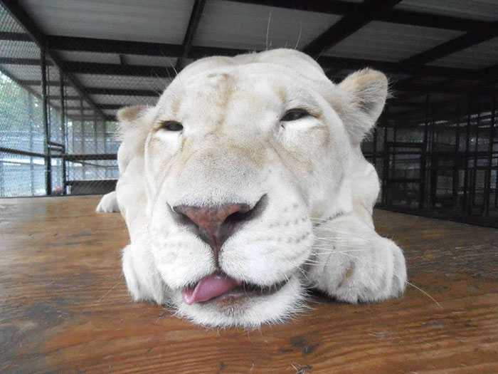 Умирающая львица нашла свою любовь, спасённые львы, Кан и Шейла 