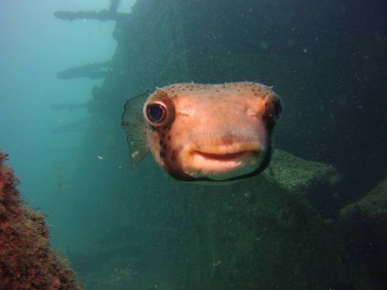Лучшие работы с конкурса самых забавных фотографий животных этого года «Comedy Wildlife 2016» Comedy Wildlife 2016, фотоконкурс самые забавные фотографии животных, камеди уайлдлайф 2016