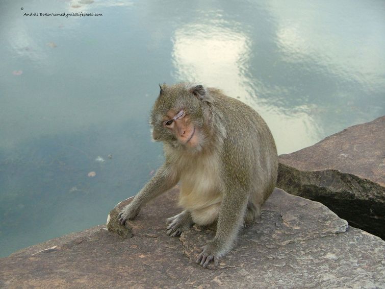 Лучшие работы с конкурса самых забавных фотографий животных этого года «Comedy Wildlife 2016» Comedy Wildlife 2016, фотоконкурс самые забавные фотографии животных, камеди уайлдлайф 2016