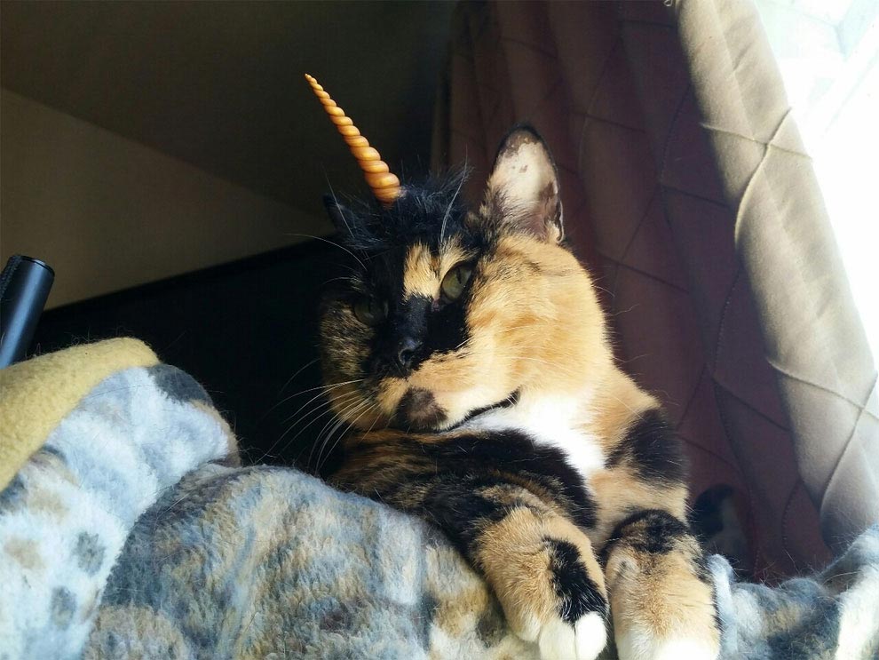 коты-косплееры, косплей с кошками, 