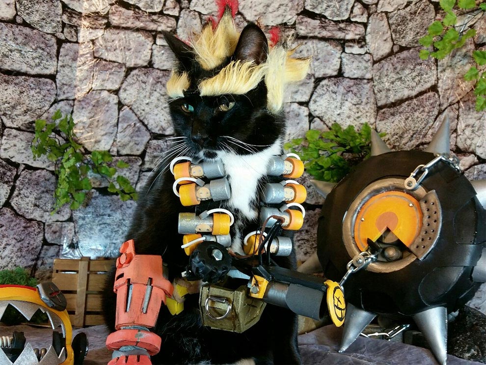 коты-косплееры, косплей с кошками, 
