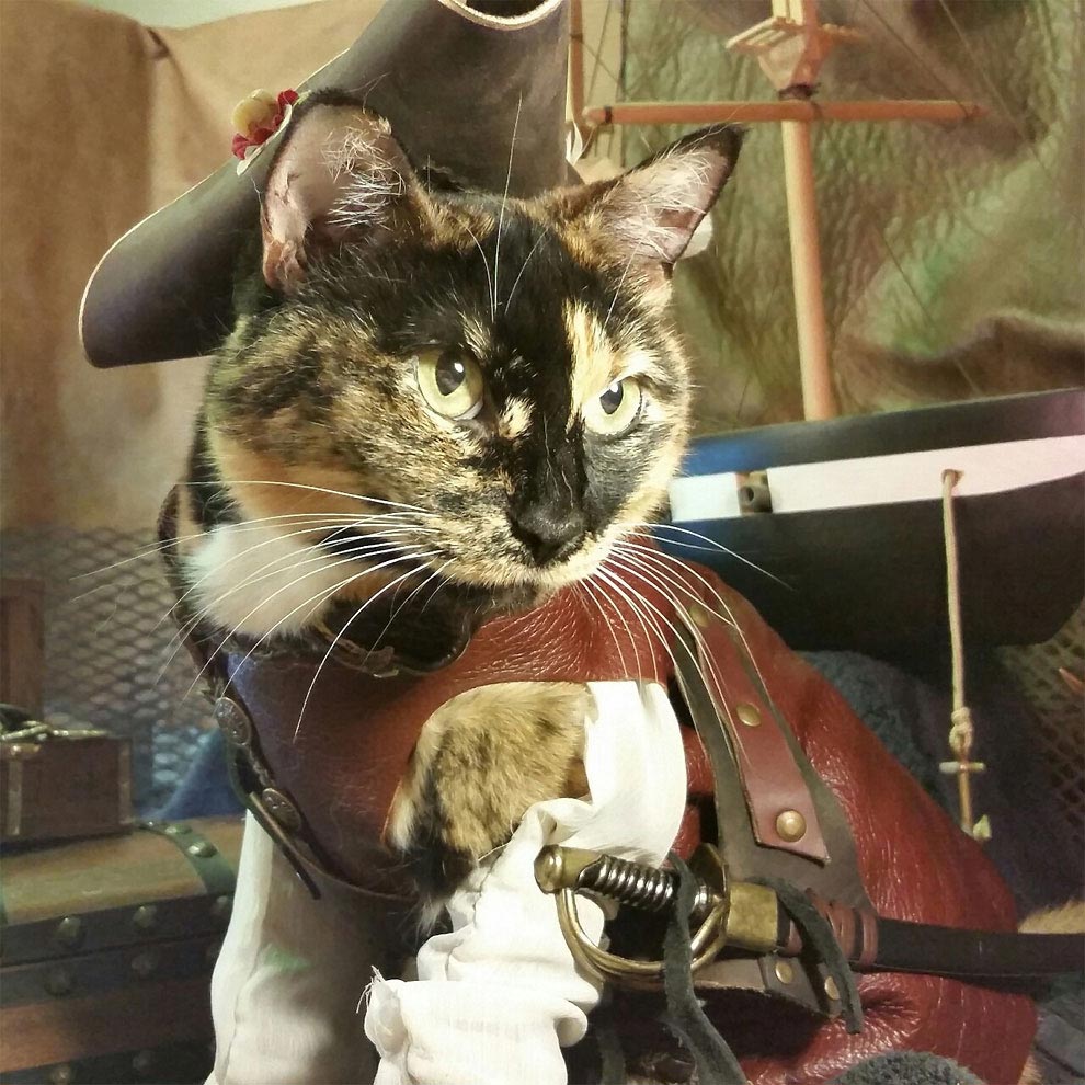 коты-косплееры, косплей с кошками, 