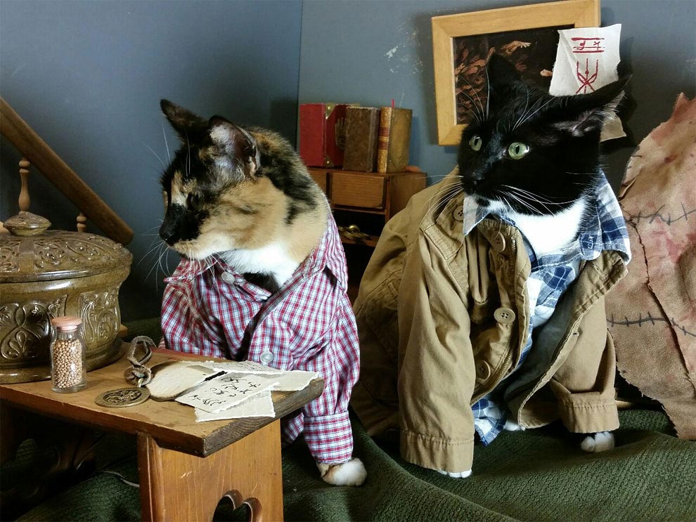 коты-косплееры, косплей с кошками, 