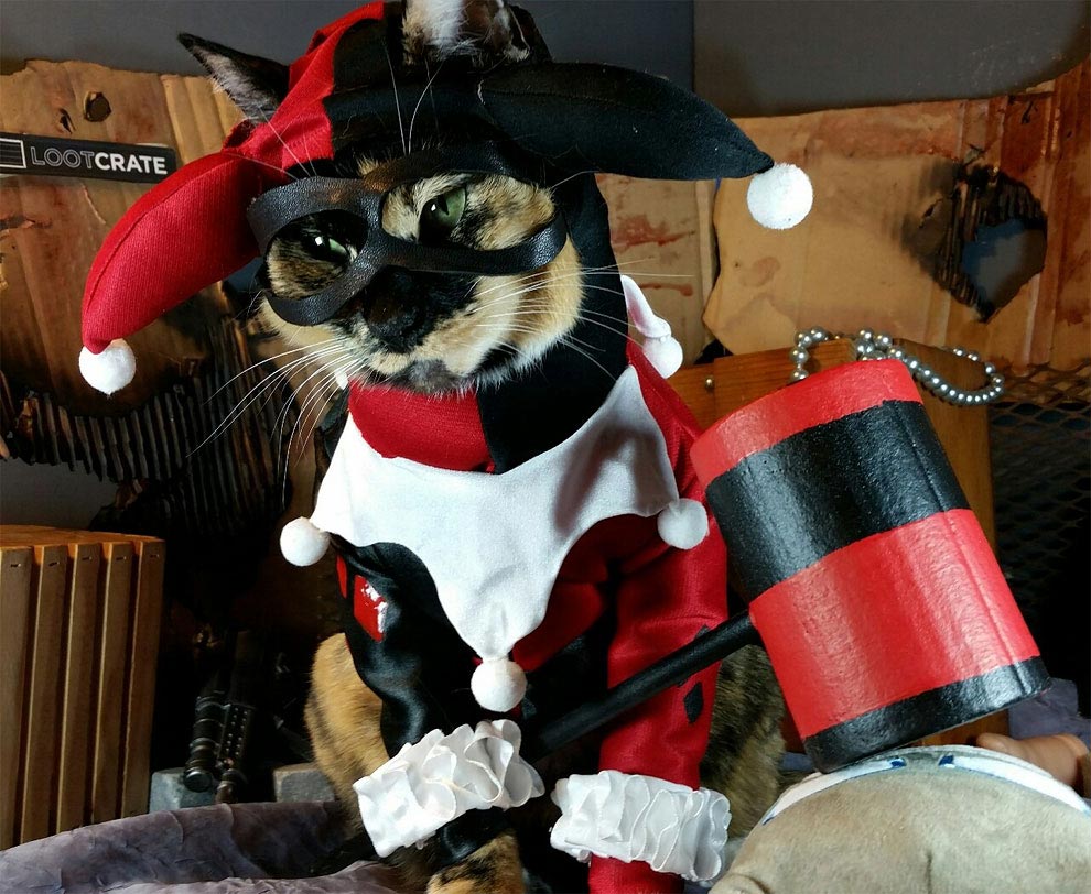 коты-косплееры, косплей с кошками, 
