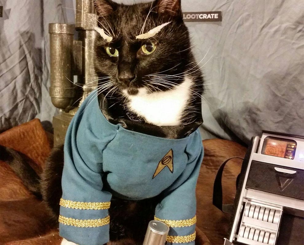 коты-косплееры, косплей с кошками, 