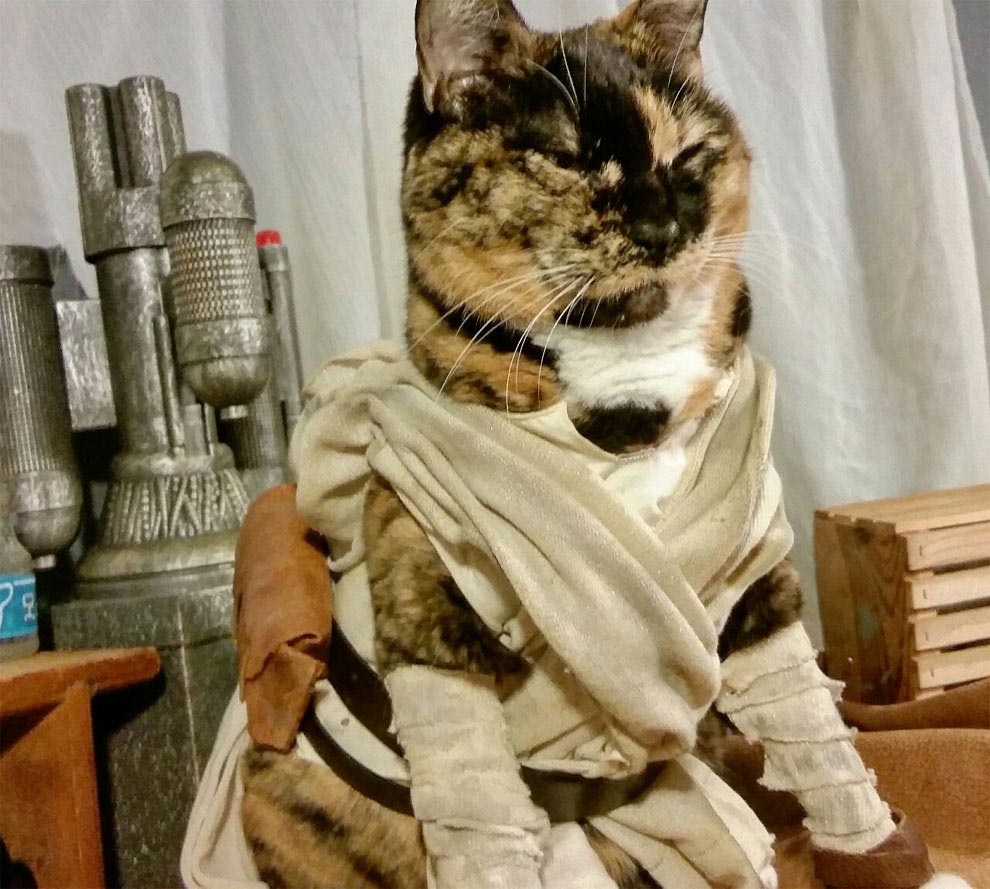 коты-косплееры, косплей с кошками, 