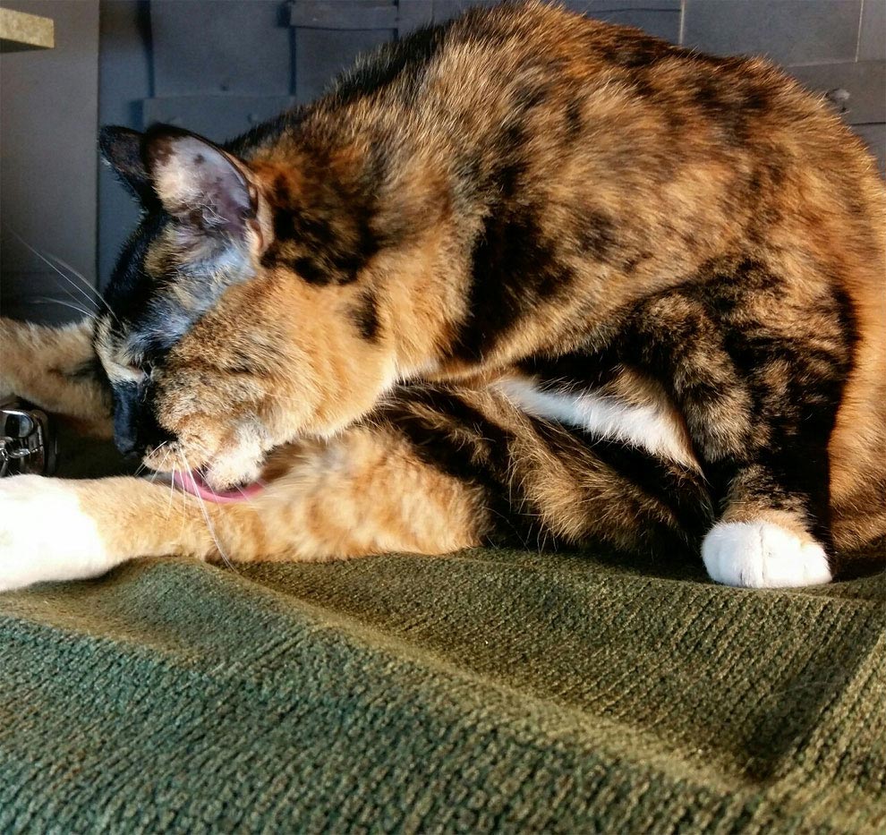 коты-косплееры, косплей с кошками, 