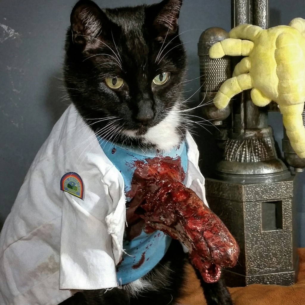 коты-косплееры, косплей с кошками, 