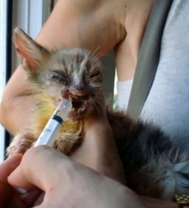 изуродованный котёнок из Стамбула, котёнок на улицах Стамбула, 7-летняя девочка спасла котёнка