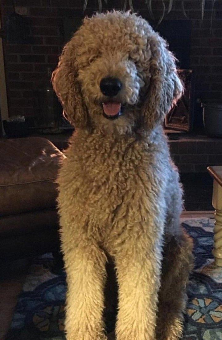 смешная собачья стрижка, смешная стрижка собаки