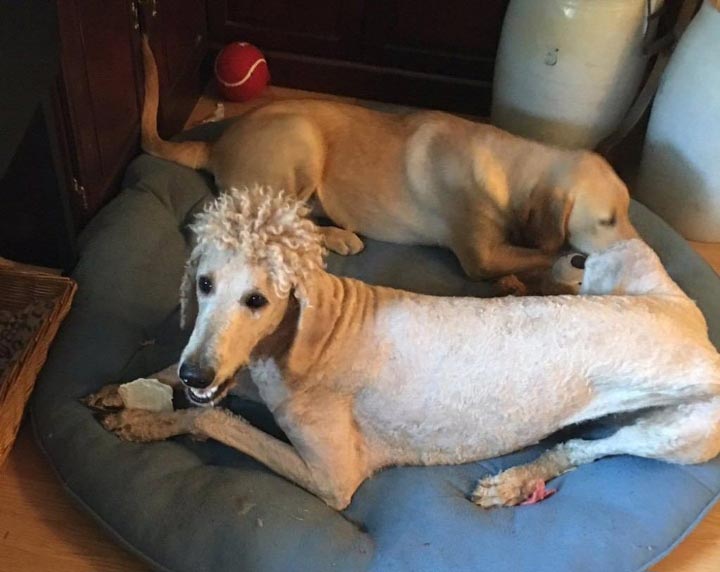 смешная собачья стрижка, смешная стрижка собаки