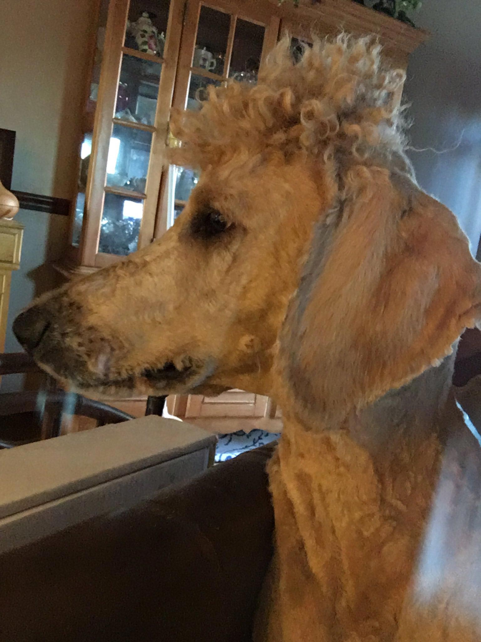 смешная собачья стрижка, смешная стрижка собаки