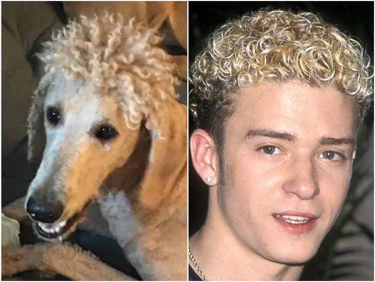 смешная собачья стрижка, смешная стрижка собаки