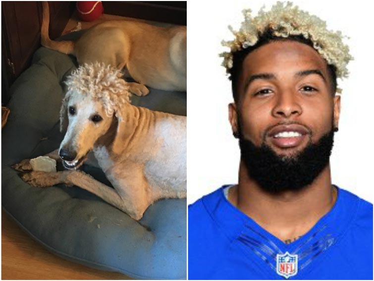 смешная собачья стрижка, смешная стрижка собаки