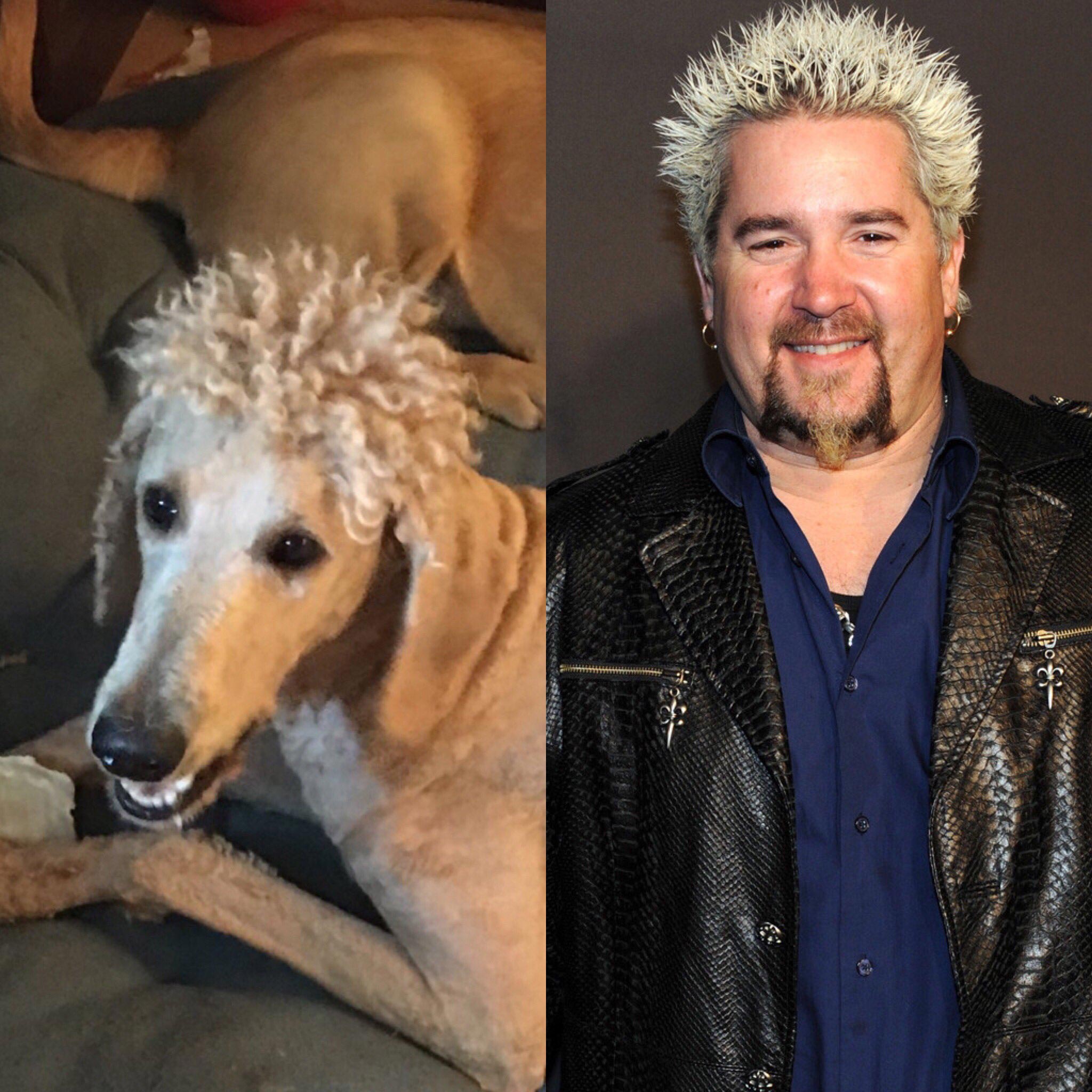 смешная собачья стрижка, смешная стрижка собаки