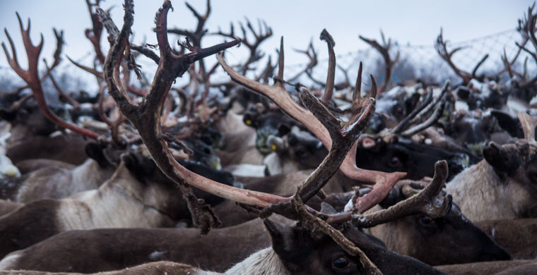 национальные особенности ненцев, всё о ненцах