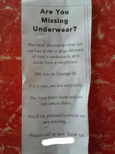 кошка клептоман, кошка ворует трусы и носки, кошка наворовала вещей