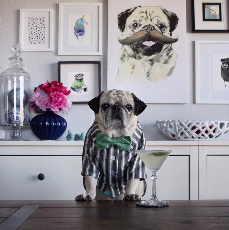 мопс-бармен, мопс Рокко, стильный мопс Рокко