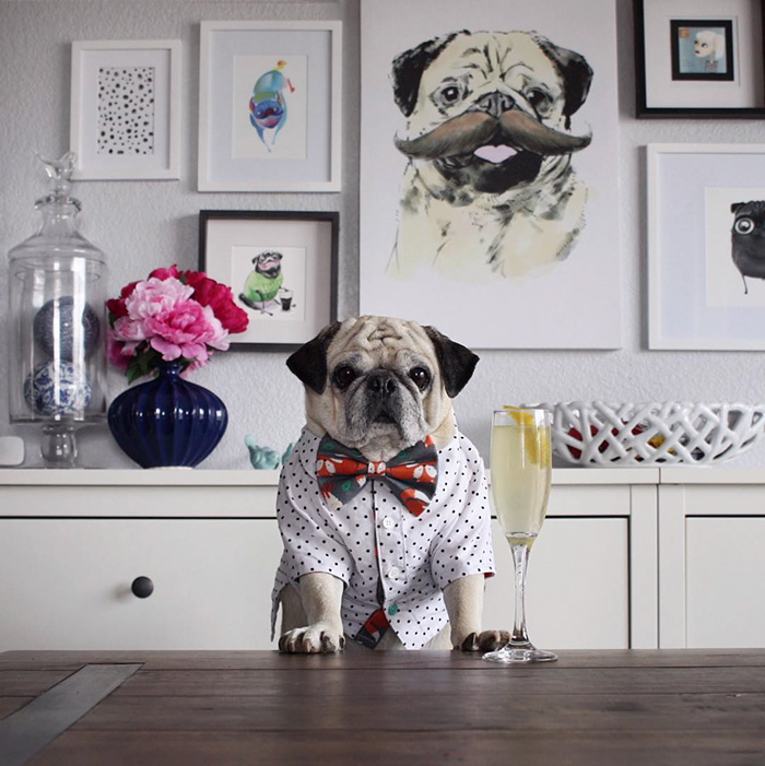 мопс-бармен, мопс Рокко, стильный мопс Рокко