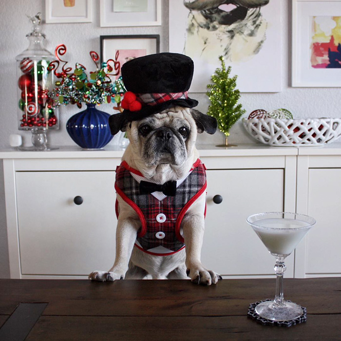 мопс-бармен, мопс Рокко, стильный мопс Рокко