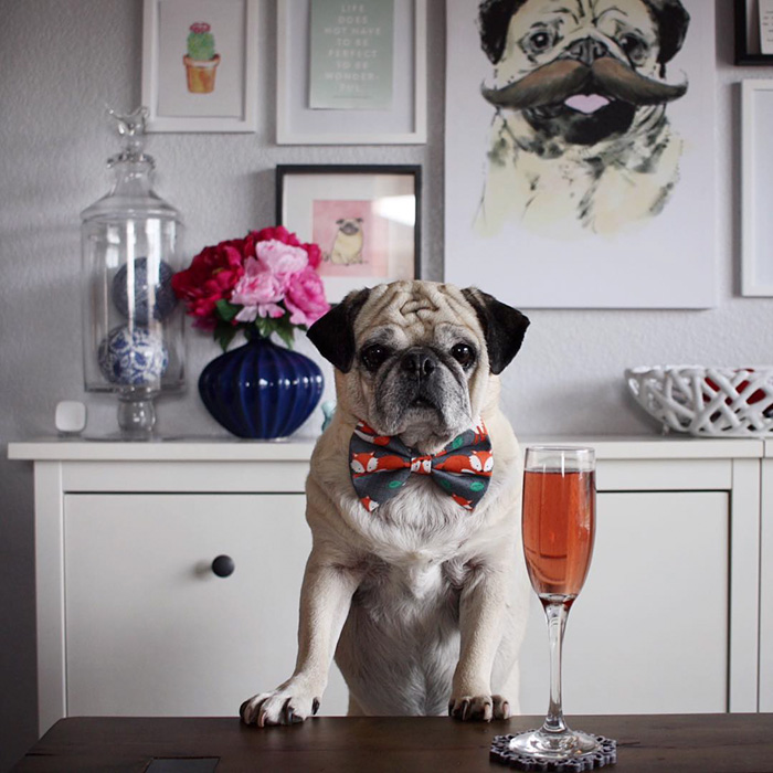 мопс-бармен, мопс Рокко, стильный мопс Рокко