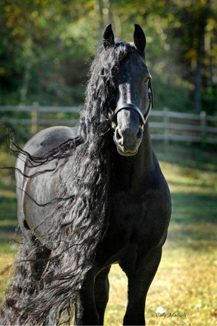 Самый Красивый Конь В Мире