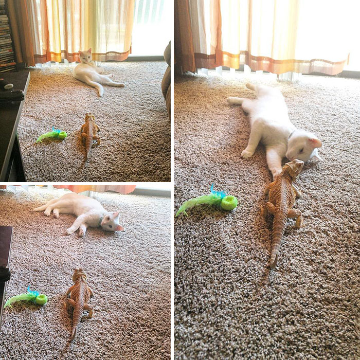 Бородатый дракон и котёнок, Бородатый дракон Чарльз