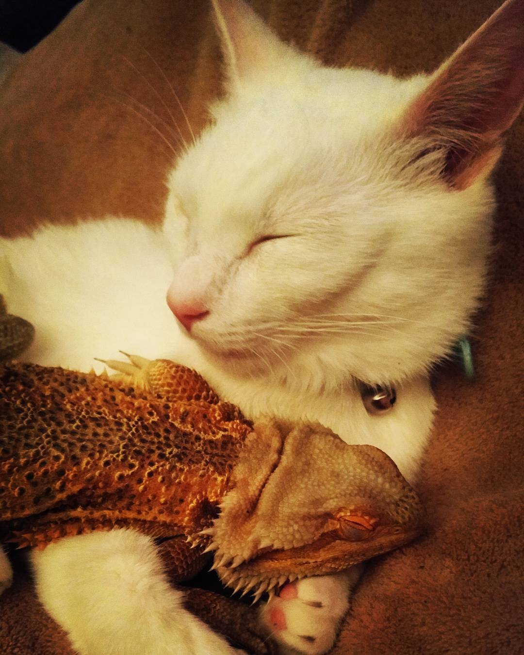 Бородатый дракон и котёнок, Бородатый дракон Чарльз