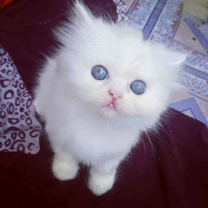 милые котята, самые очаровательные котята