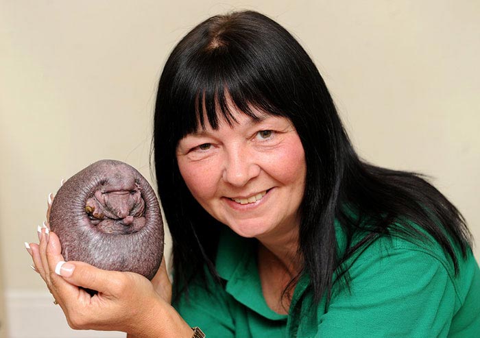 лысый ёж, ёж Нельсон