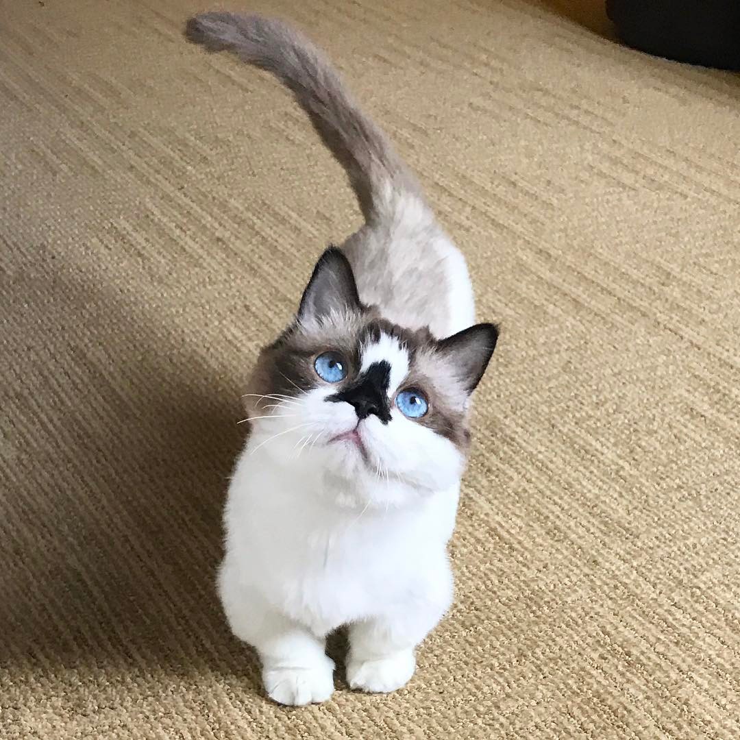 Альберт манчкин, кот Альберт