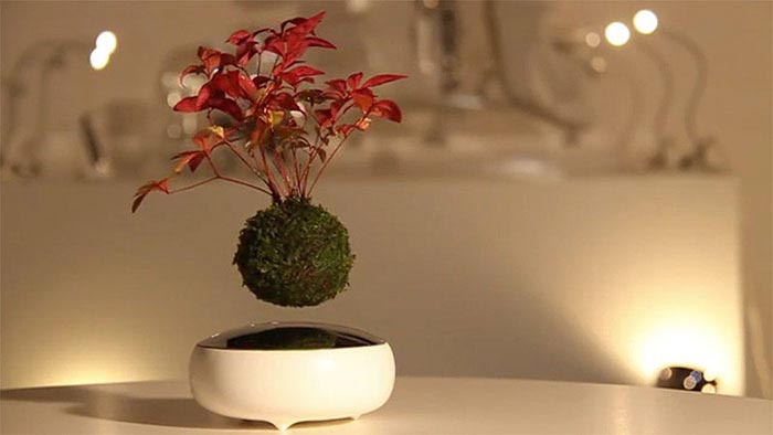 Air Bonsai, микропланеты с бонсай, бонсай парящий в воздухе, воздушный бонсай
