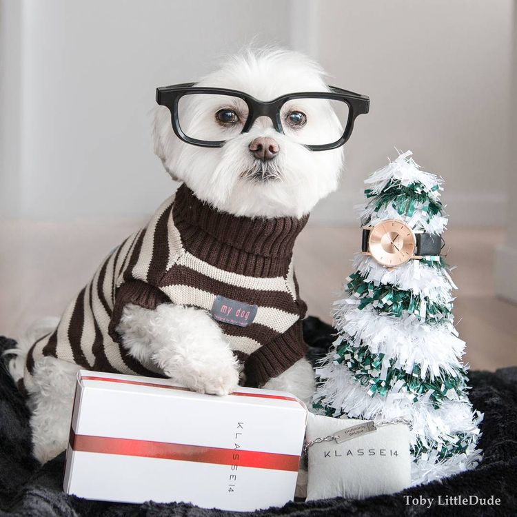 собака хипстер Тоби, модная собака