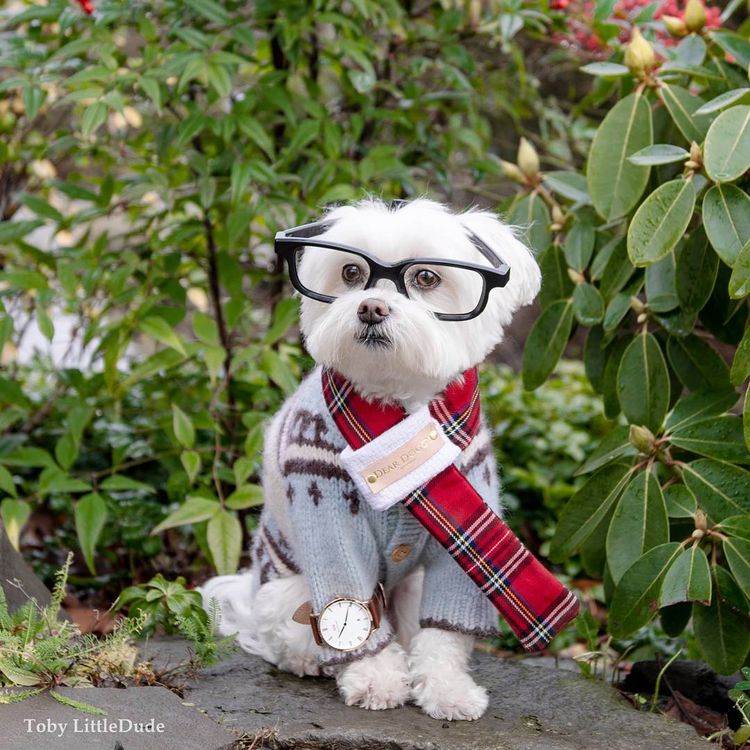 собака хипстер Тоби, модная собака