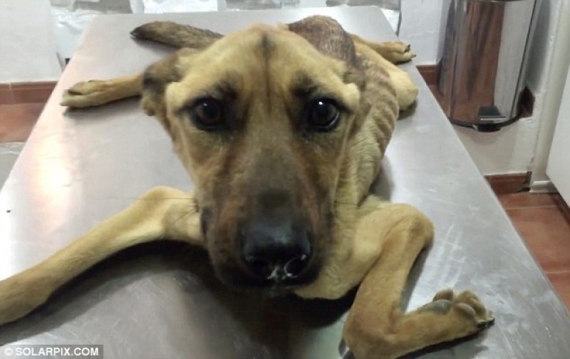 преображение собаки, Barilla dog, невероятное восстановление истощённой собаки